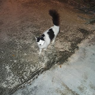 Charlie - Domestic Medium Hair + Tuxedo Cat