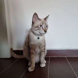 Super Manja Lap Cat - Siamese + Tabby Cat
