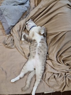Super Manja Lap Cat - Siamese + Tabby Cat