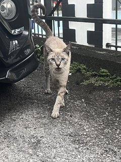 Shimmy Shimmy - Domestic Short Hair Cat