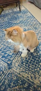 Oren - Persian + Domestic Long Hair Cat