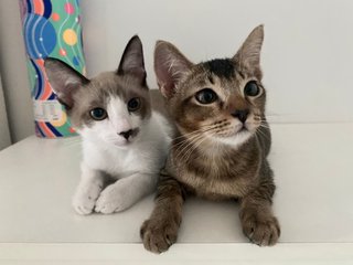 Sam And Lex - Domestic Medium Hair Cat