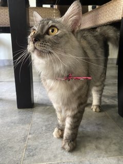 Lang - Domestic Medium Hair + Domestic Long Hair Cat
