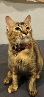 Hope - Very Manja! - Domestic Short Hair Cat