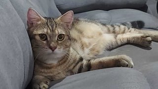 Alex - British Shorthair Cat