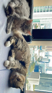 Grey - Domestic Long Hair Cat