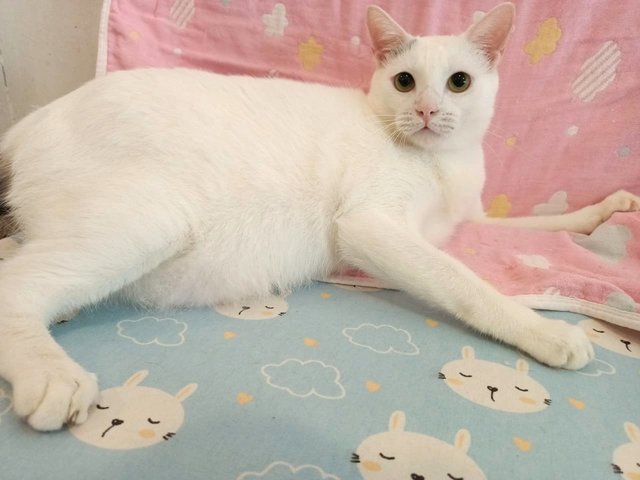 Tofu - Domestic Medium Hair Cat