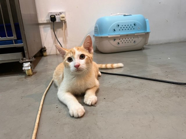 白橘 - Domestic Medium Hair Cat
