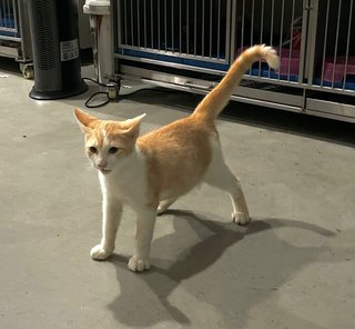 白橘 - Domestic Medium Hair Cat