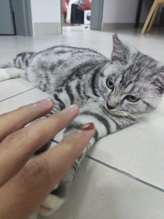 Miko - American Shorthair + Domestic Short Hair Cat