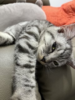 Miko - American Shorthair + Domestic Short Hair Cat