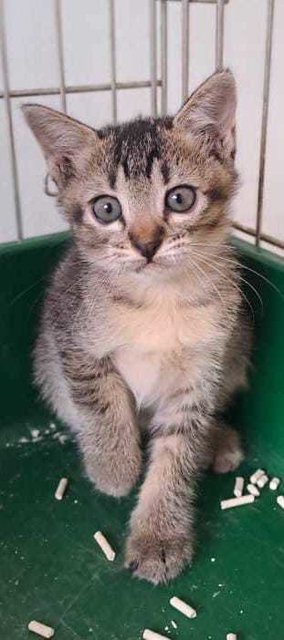 Baby Kitten Prairie  - Tabby Cat