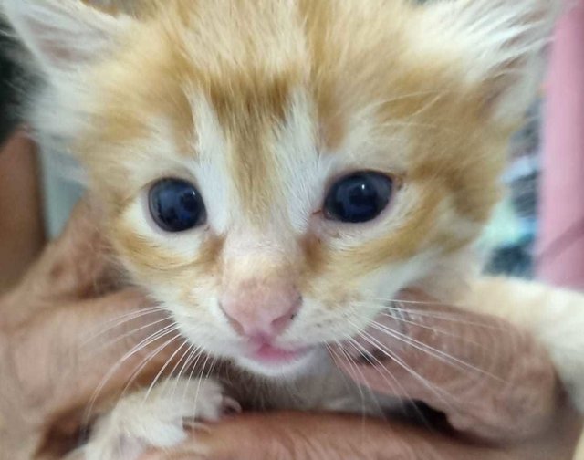 Baby Paprika  - Domestic Short Hair Cat