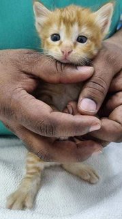 Baby Paprika  - Domestic Short Hair Cat