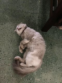 Snowbell  - Domestic Medium Hair Cat