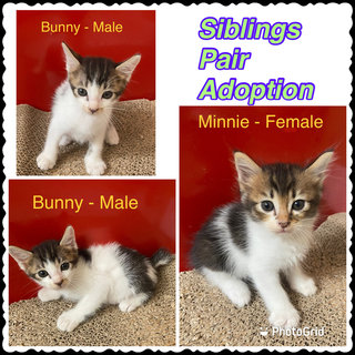 Bunny &amp; Minnie (Pair-adoption) - Domestic Short Hair + Domestic Long Hair Cat