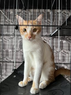 Ally(Male) - Bengal + Domestic Short Hair Cat