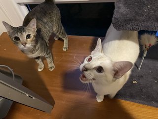 Rudy &amp; Frosty - Domestic Short Hair Cat