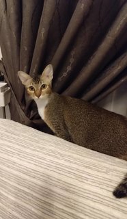 Penny💖 - Domestic Short Hair Cat