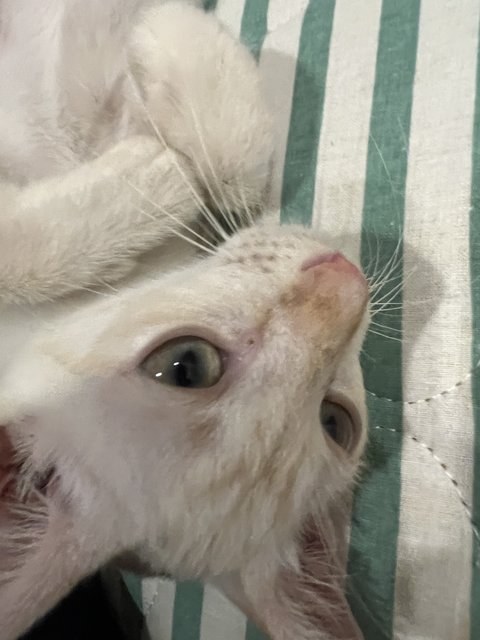 Yuki - Domestic Short Hair Cat