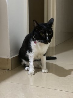 Found  - Domestic Short Hair Cat