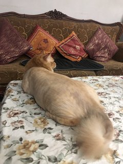 Peanut  - Domestic Long Hair Cat