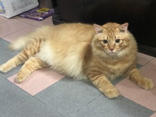 Peanut  - Domestic Long Hair Cat