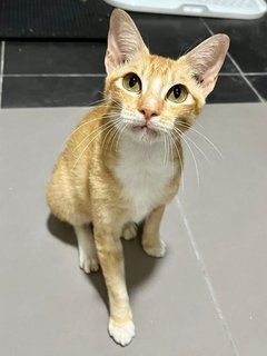 Gingerbread Latte - Domestic Short Hair Cat