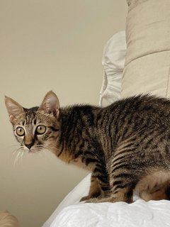 Sweet Boy, Kobe - Domestic Short Hair Cat