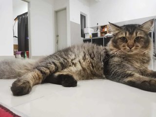 Leo - Domestic Long Hair + Maine Coon Cat