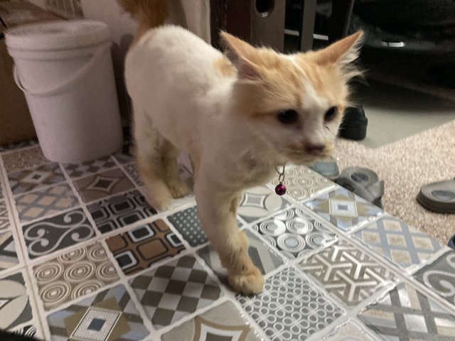 Juno - Domestic Long Hair Cat