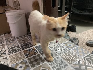 Juno - Domestic Long Hair Cat