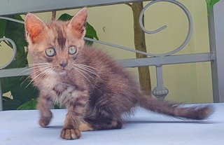 Smokey - Domestic Medium Hair Cat
