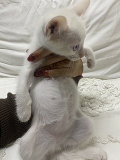 Cuddle &amp; Babies  - Domestic Short Hair Cat