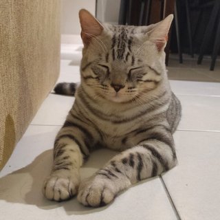 Orion - Bengal Cat