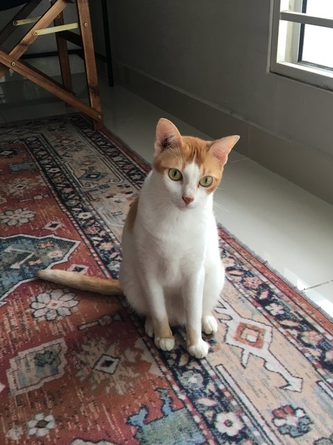 Spotty - Domestic Medium Hair Cat