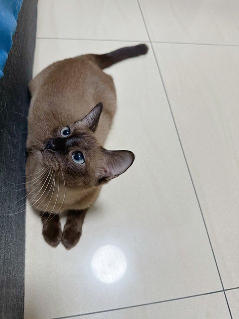 Siamese Moana  - Domestic Short Hair Cat