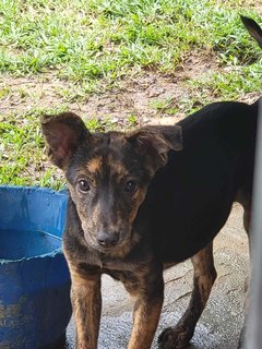 Minnie - Mixed Breed Dog