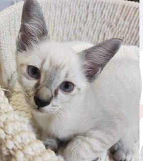 Harmony - Siamese Appearance  - Siamese Cat