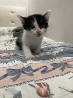 Kittens For Adoption - Domestic Short Hair Cat