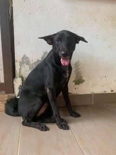 Blackie  - Mixed Breed Dog