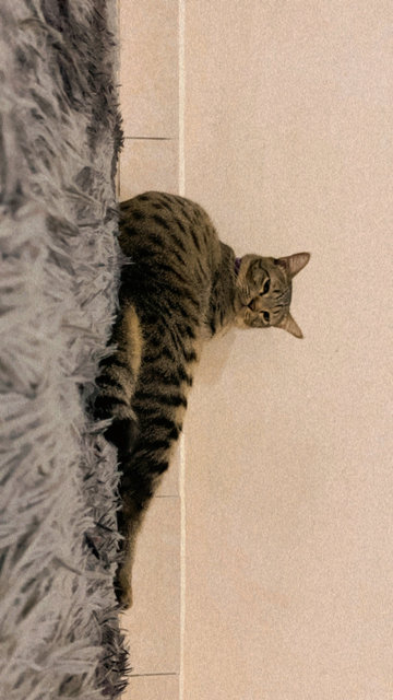 Ikie  - Domestic Short Hair Cat