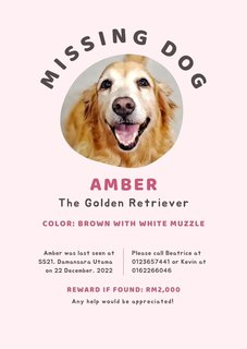 Amber - Golden Retriever Dog