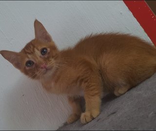 Yoyo - Domestic Short Hair Cat