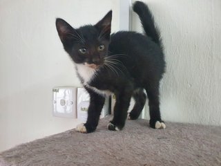 Yoyo - Domestic Short Hair Cat
