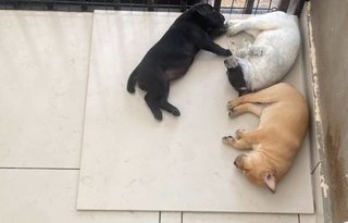 3 Baby Angel  - Mixed Breed Dog