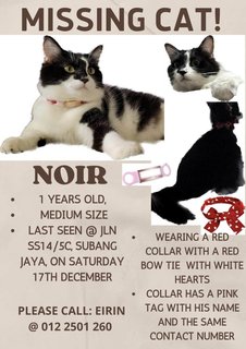 Noir - Domestic Medium Hair Cat