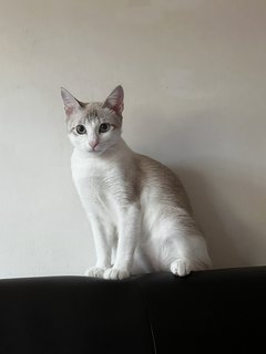 Ya Ya 丫丫 - Domestic Short Hair Cat