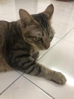 Vida - Domestic Short Hair Cat