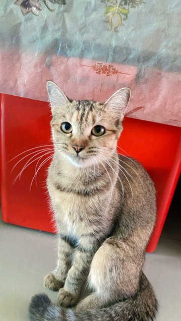 Lala - Bengal + Domestic Short Hair Cat